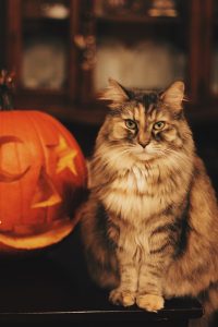 http://westsideanimalhospital.org/tips-to-help-your-pet-stay-calm-during-halloween/