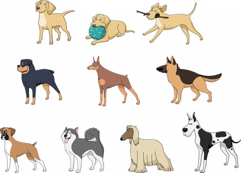 A Guide To Different Dog Breeds Belle Isle Animal Hospital